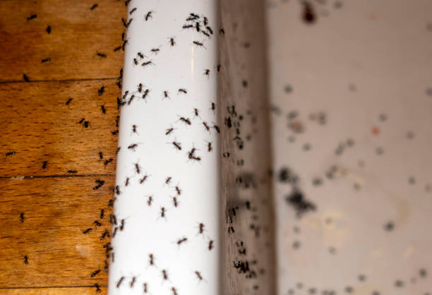 Best Pest Removal Services  in Muscle Shos, AL