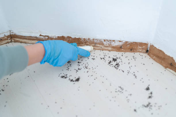 Best Wasp Removal Services  in Muscle Shos, AL